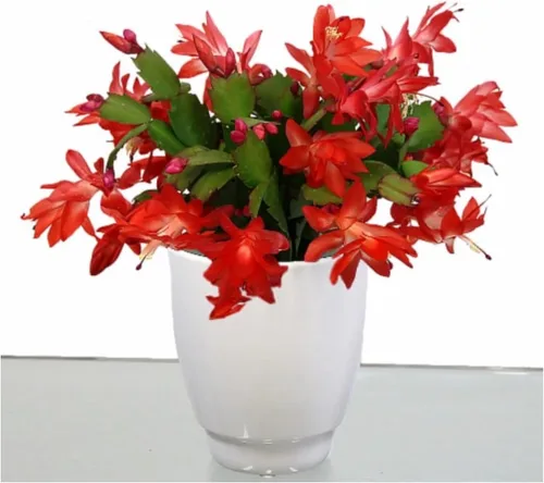 Miniatura 2 de Planta viva de cactus de Navidad naranja de 2 pulgadas (naranja)