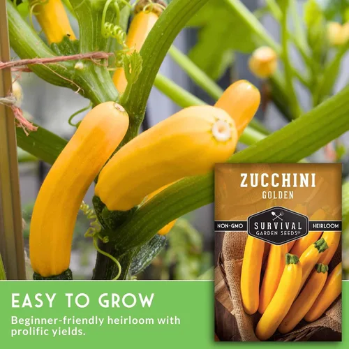 Miniatura 3 de Semillas de calabacín dorado para plantar, planta y cultiva verduras de calabacín amarillo en tu huerto casero, variedad de reliquia sin OMG