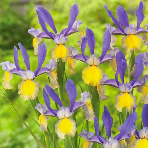 Miniatura 2 de Votaniki Montecito & Miss Saigon Iris Mix Bulbos – Iris holandés perenne, flores fragantes Floración de primavera 15 bombillas Montecito y 15
