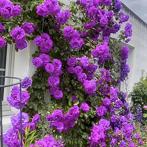 Miniatura 9 de Plantas vivas de rosas trepadoras, rosales listos para plantar, sin maceta, podados, bien enraizados, de 6 a 8 meses de edad (Fourth of July)