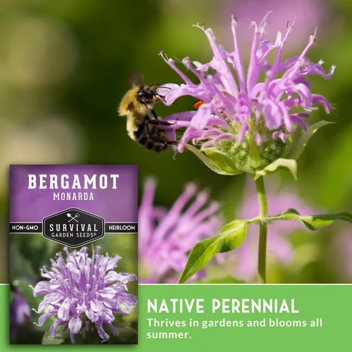 Miniatura 4 de Survival Garden Seeds - Semilla de hierba de bergamota (bálsamo de abeja) para plantar - 3 paquetes con instrucciones para plantar y cultivar flores