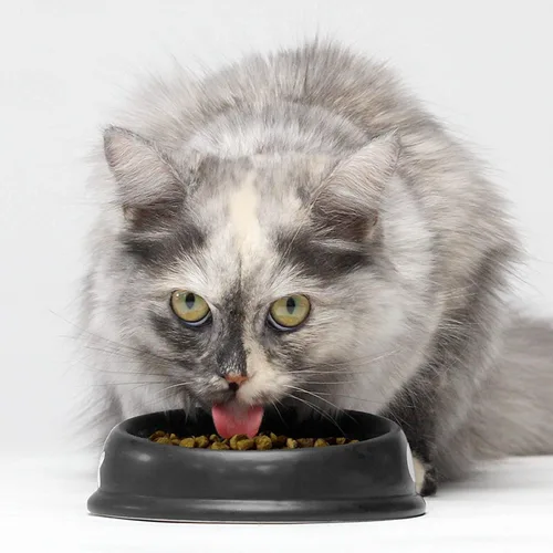 Miniatura 5 de Open Farm - Alimento seco para gatos sin granos de cordero criado en pasto, receta de cordero criado humanamente con superalimentos sin OMG y sin