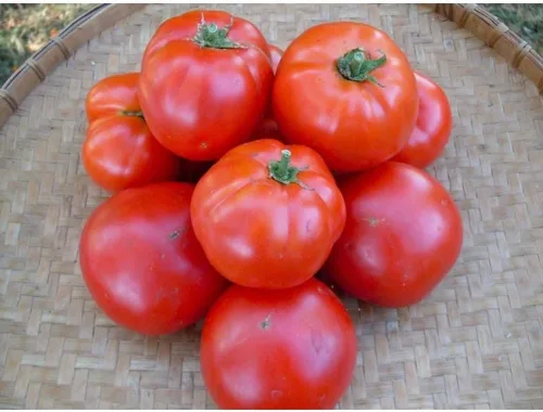 Siletz Semillas de tomate (45 semillas) Semillas para plantar, granja, cultivo en jardín, invernadero, verduras, frutas