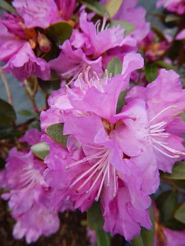 Miniatura 6 de Rododendro 'Aglo' (Rododendro) Perenne, flores rosas, #2 - Tamaño Contenedor