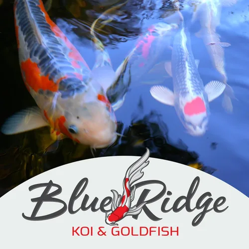 Miniatura 9 de Blue Ridge comida para peces Koi 2 libras - Fórmula de crecimiento mini para peces Koi, comida para peces dorados, comida premium para peces