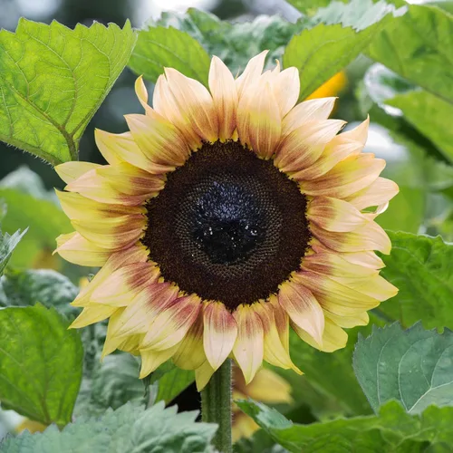 Miniatura 4 de Park Seed ProCut Semillas de girasol bicolor rojo y limón – Pétalos rojos llamativos con puntas de limón, variedad de primavera fácil de cultivar