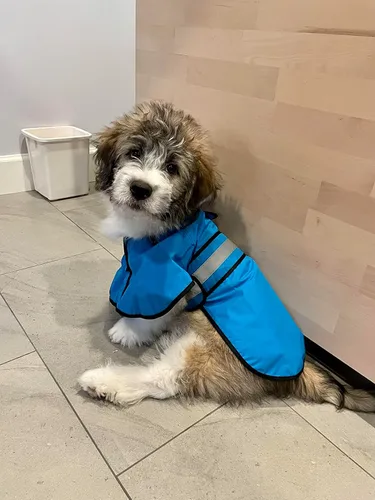 Miniatura 6 de Impermeable ajustable impermeable para perros, chaqueta reflectante para perros con capucha, abrigo ligero para lluvia para perros pequeños, Azul