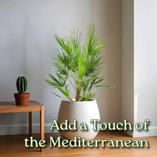 Miniatura 4 de European Fan Palm - Tropical Plants of Florida - Planta de palmera viva, altura total de 30 a 36 pulgadas (solo planta)