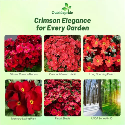 Miniatura 2 de Outsidepride 1000 Semillas Perennes Primula Crimson Fairy Primrose Flower Seeds para plantar Carmesí