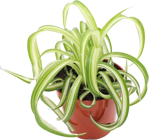 California Tropicals Bonnie - Planta de araña rizada, planta de interior tropical real, perfecta para decoración de interiores y exteriores, hogar y