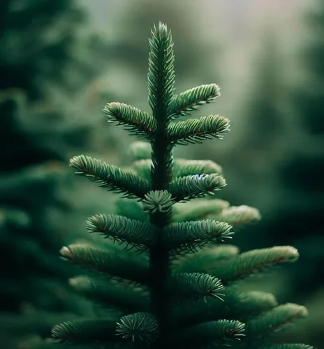 Miniatura 3 de Abies pinsapo (abeto español) Semillas de árbol, aspecto elegante y lujoso, semillas de MySeeds.Co, elige la cantidad (0.25 oz)