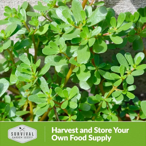 Miniatura 6 de Semillas de verdolaga para plantar, verde comestible Portulaca Oleracea Verdolagas, semillas de vegetales sin OMG para jardín en casa, semillas