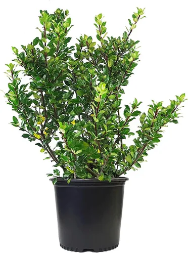 Miniatura 13 de Ganadores Comprobados - Ilex verticillata Berry Heavy Gold (Baya de Invierno) Arbusto, bayas doradas, #2 - Recipiente