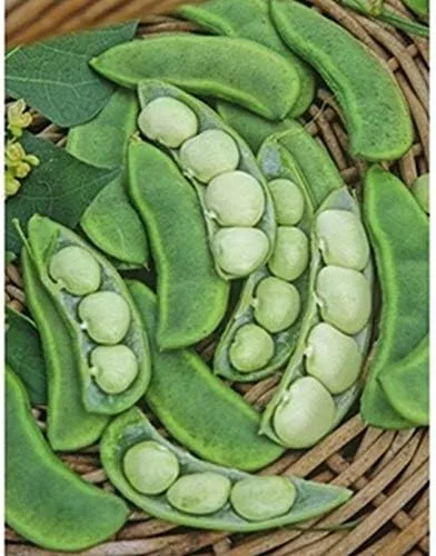 Semillas de frijoles Eastland Bush Lima - Grandes rendimientos de deliciosos frijoles de lima bebé. (10 - Semillas)