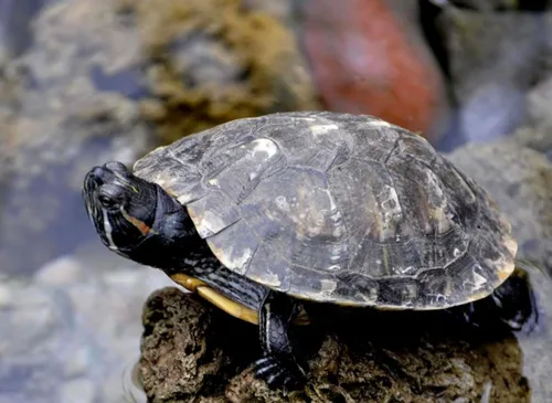 Miniatura 5 de kimoe Gusanos de la Harina Secos a Granel Sin OGM Bolsa de 5 libras para Pollos, Patos y Aves Silvestres — Alimento 100% Natural Alto en Proteínas