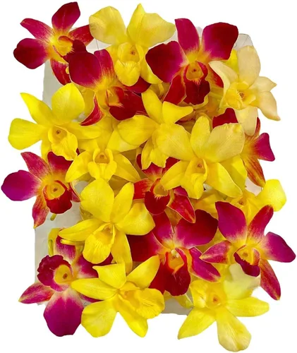 Miniatura 8 de Miami Fresh Orchid Flower OrchidClub USA Sunne Tropical Loose Bloom Head DIY Lei Food Drink Decoración AMARILLO (50 plátanos amarillos)