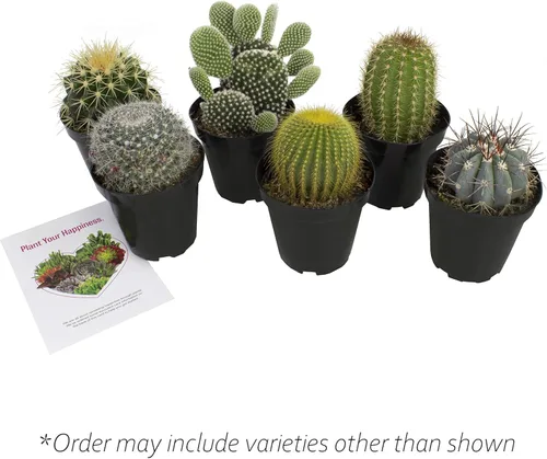 Miniatura 8 de Altman Plants - Colección de cactus surtidos para jardines, contenedores o regalos