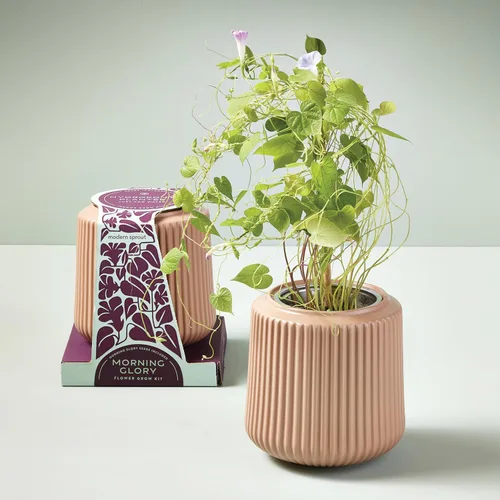 Miniatura 7 de Modern Sprout Kit de cultivo de flores, maceta de cerámica con sistema de cultivo hidropónico para interiores, ideal para decoración de sala