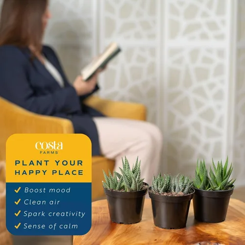 Miniatura 5 de Costa Farms - Suculentas Haworthia, planta de interior viva, con raíz, 6 pulgadas de alto, en maceta cultivadora, paquete de 3