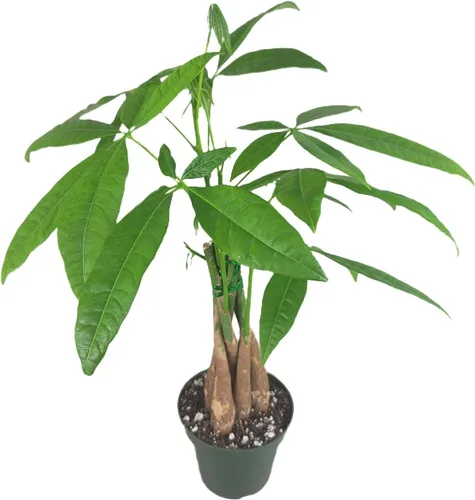 Miniatura 9 de Pachira Aquatica - Planta viva de árbol de dinero chino trenzado – Árbol bonsái vivo de 12 a 16 pulgadas de alto – Planta purificadora de aire