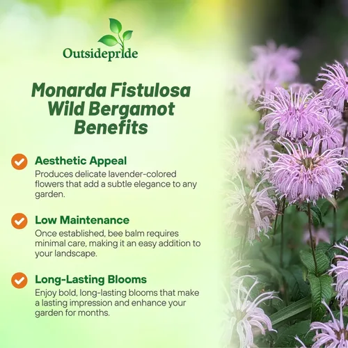 Miniatura 3 de Outsidepride Semillas silvestres de bergamota – 1000 piezas de semillas perennes, fáciles de cultivar y aptas para polinizadores Monarda Fistulosa