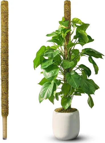 DUSPRO Poste no doblable de 59 pulgadas para plantas trepadoras grandes, poste de musgo grande para Monstera, estacas para plantas de interior,