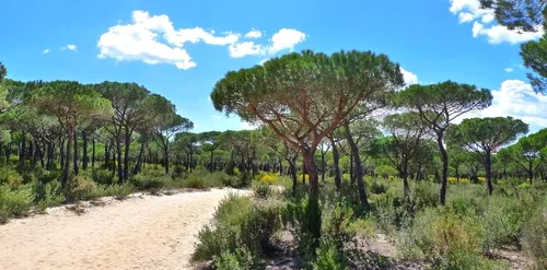 Miniatura 3 de TomorrowSeeds - Semillas de pino de piedra - Más de 30 unidades - para plantar Pinus Pinea Umbrella Pines Mediterráneo Canopy comestible Piñones