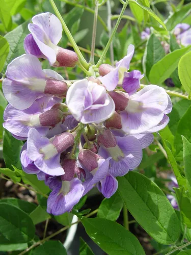 Miniatura 2 de Planta viva de Green Promise Farms - Amethyst Falls American Wisteria #2 contenedor tamaño galón flores moradas