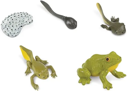 Miniatura 2 de Safari Ltd El ciclo de vida de una rana