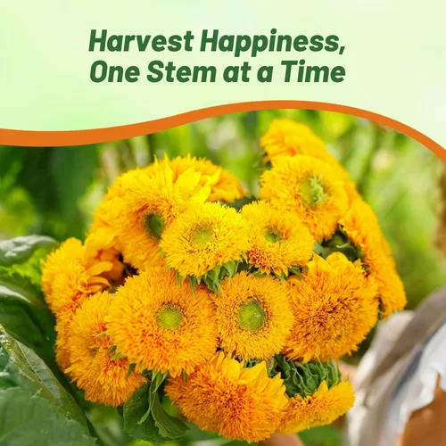 Miniatura 5 de Outsidepride Giant Sungold - Semillas de girasol para plantar, 500 piezas anuales, fáciles de cultivar con flores vibrantes y abundantes