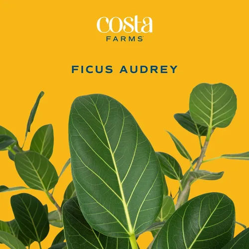 Miniatura 3 de Costa Farms Ficus Audrey, planta viva de interior de 1 a 2 pies de altura en maceta minimalista de 6 pulgadas, fácil de cultivar, purifica el aire