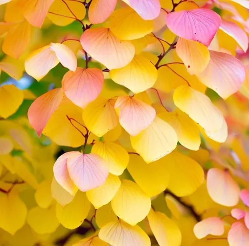 Cercidiphyllum japonicum (árbol Katsura japonés, árbol Judas japonés) Semillas de árbol, follaje elegante y aromático y colores vibrantes de otoño,