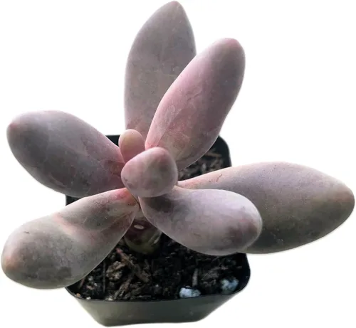 Miniatura 4 de Blissful Echeveria Alpen Glow 4" Pot Live Succulent Pink Purple Rosette Plant Easy 2 Grow, Perfect for Wedding, Party Favor and Succulent