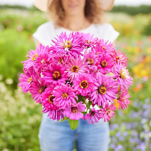 Miniatura 25 de Eden Brothers - Semillas de zinnia, cactus con flores, sin OMG, plantar en primavera, paquete, flores de bajo mantenimiento, zonas 3, 4, 5, 6, 7, 8