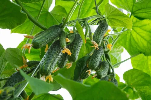 Miniatura 2 de Semillas Pepino Envy of The Neighbors F1 Hybrid Open-Polinated Vegetable for Planting Non-GMO - Tiempo de cosecha 40 días
