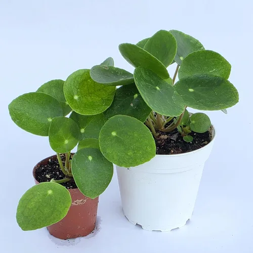 Miniatura 6 de Planta de dinero china viva (Pilea Peperomioides) Disponible en maceta de vivero de 2.5 pulgadas y 4 pulgadas o añade nuestra maceta geométrica