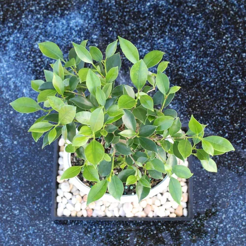 Miniatura 9 de Brussel's Live Golden Gate Ficus - Árbol bonsái para interiores, 5 años de edad; 6 a 10 pulgadas de alto con recipiente decorativo, bandeja