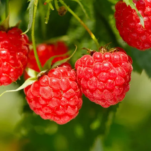 Miniatura 5 de Más de 1500 semillas de árboles frutales para plantar, 400 fresas, 200 arándanos, 300, frambuesa, 300, morera, 200, arándano, 20 cereza, 6 paquetes