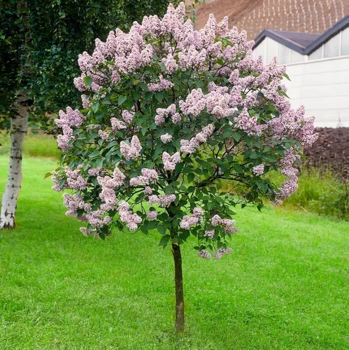 Miss Kim Lilac Bushes Planta viva Syringa para plantar al aire libre, planta de flores fragantes Syringa de aproximadamente 5 a 7 pulgadas de