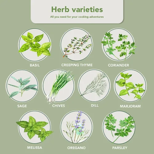 Miniatura 3 de Garden Pack Jardín de hierbas para ventana interior de 10 hierbas, incluye macetas, bandejas y tierra comprimida para un fácil cultivo de hierbas