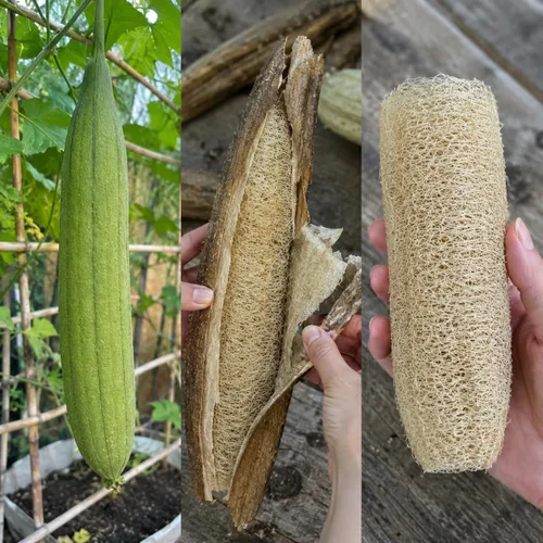 Miniatura 4 de TKE Farms & Gardens - Semillas de calabaza Luffa para plantar, más de 30 semillas de lufa no transgénicas, cultivar esponjas naturales o cosechar