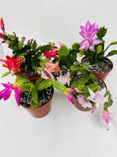 Miniatura 2 de Cactus de Navidad Fiesta 2 Plantas -Zygocactus Plants 4" Pot