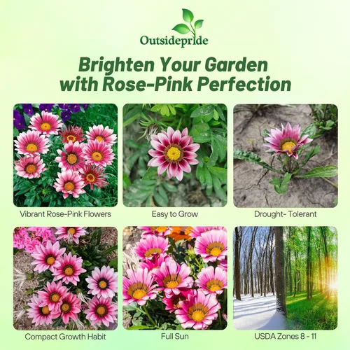Miniatura 2 de Outsidepride Kiss Rose Gazania Semillas para plantar – 25 piezas de semillas perennes, de bajo mantenimiento, tolerantes a la sequía para flores