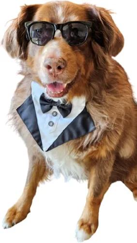 Miniatura 15 de G006 Disfraz para perro y mascota, estilo retro de los años 80, lentes de sol ajustables para razas medianas de 20 a 40 libras, para fiesta, Panto