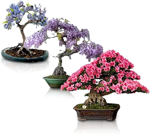 Paquete de semillas de árbol bonsái en flor, 3 tipos, todas las semillas de árbol en flor, colores vibrantes, glicina china, árbol de judas,