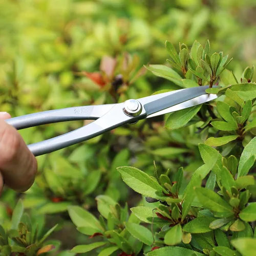 Miniatura 2 de KAKURI Satsuki - Tijeras de bonsái fabricadas en Japón de 7 pulgadas, hoja japonesa de acero inoxidable, tijeras de bonsái de precisión para poda