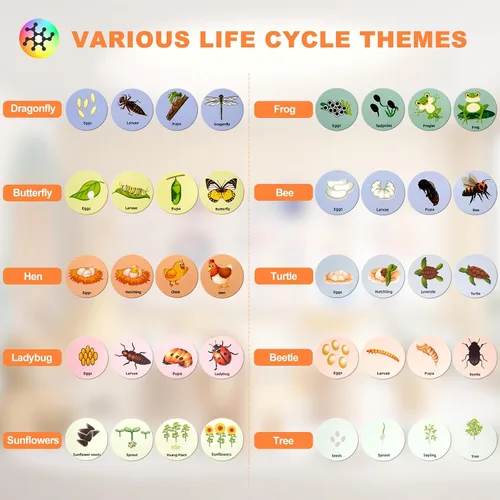 Miniatura 2 de Juguetes de ciclo de vida para niños, kits educativos de ciencia, juguetes Montessori para niños de 3, 4, 5, 6 años en adelante, aprendizaje