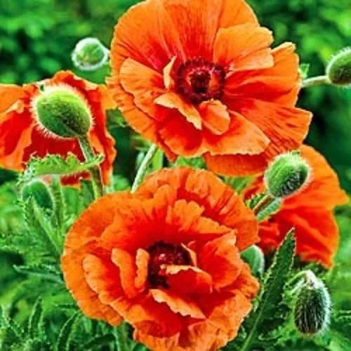 50 + príncipe de naranja Papaver orientale semillas de flor de amapola/perenne