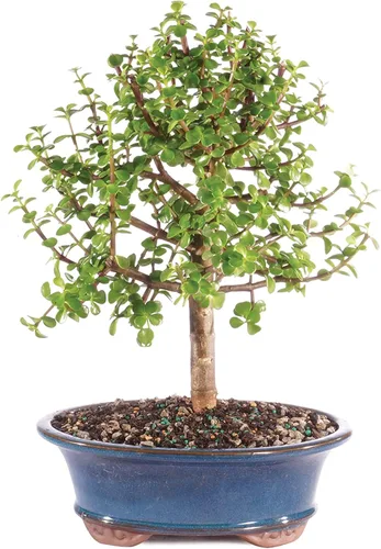 Miniatura 13 de Brussel's Bonsai Árbol bonsái de jade enano vivo, para interiores, pequeño, 3 años de edad, 5 a 8 pulgadas de alto, maceta decorativa de cerámica
