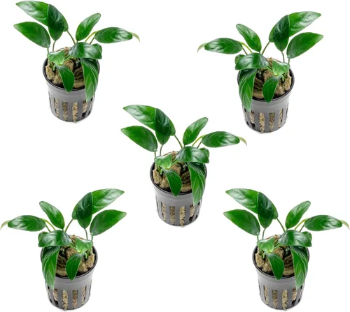 Miniatura 41 de SubstrateSource Plantas vivas – Anubias Hastifolia (Anubias hastifolia) – Luz baja a moderada, hojas en forma de flecha de color verde medio a